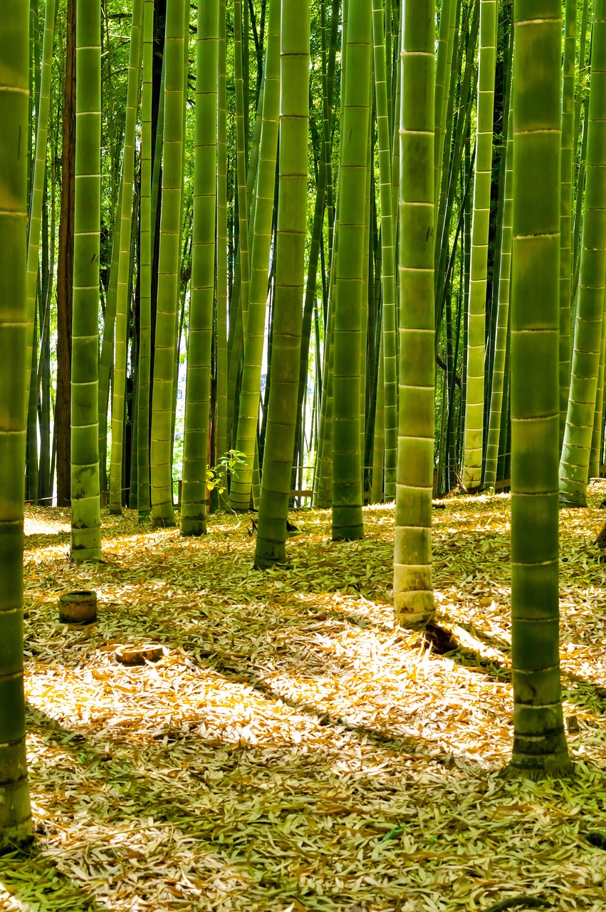 Bamboo forest in West Africa